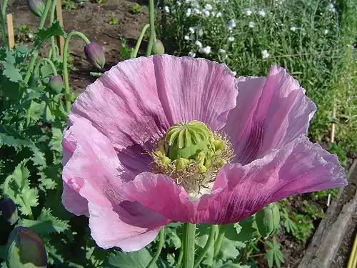 The opium poppy Papaver somniferum is the source of the alkaloids morphine and codeine.[67]