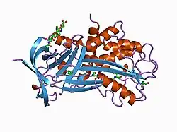 1a7c: HUMAN PLASMINOGEN ACTIVATOR INHIBITOR TYPE-1 IN COMPLEX WITH A PENTAPEPTIDE