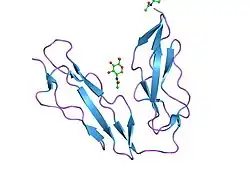 1ly2: Crystal structure of unliganded human CD21 SCR1-SCR2 (Complement receptor type 2)