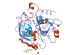 1z8i: Crystal structure of the thrombin mutant G193A bound to PPACK