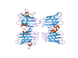 2gbt: C6A/C111A CuZn Superoxide dismutase