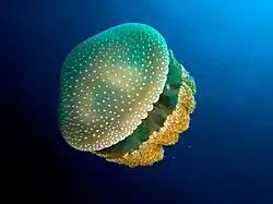 White-spotted jellyfish