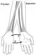 Supination and pronation of the arm