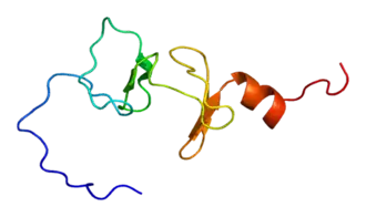 Protein FHL1