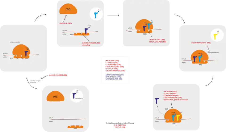 Protein synthesis inhibitors (antibiotics)