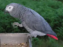 African grey parrot (Psittacus erithacus)