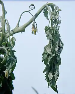 Photo of tomato plant with Ralstonia wilt symptoms