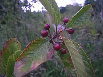 Leaves, flower, and young fruits