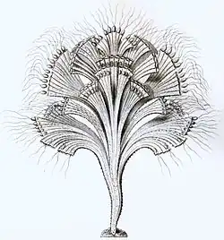 Rhipidodendron sp. (Cercozoa: Spongomonadea)