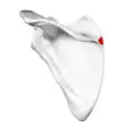 Left scapula. Posterior view. Root of spine shown in red.