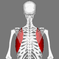 Position of serratus anterior muscle. Scapulae are shown as semi-transparent.