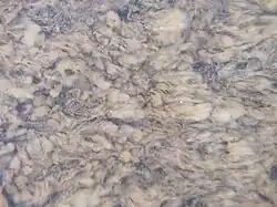 A photo of sewage fungus (brown/white 'cotton wool' like blanket over a riverbed)