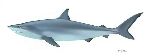 Bull shark