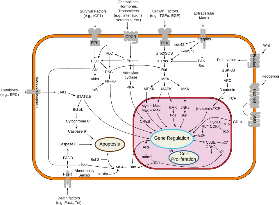 A scalable vector graphic of signal transduction pathways