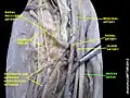 Median nerve