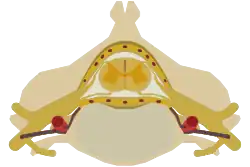 The spinal cord nested in the vertebral column.