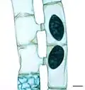Spirogyra, a filamentous streptophyte, during conjugation