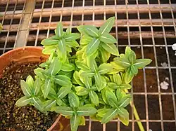 Symptoms of sweet potato little leaf phytoplasma on Catharanthus roseus