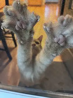 An orange cat stretches his front legs towards the camera. His claws are caught on a screen, which causes the paws to be spread, showing the pads and fur in between them.