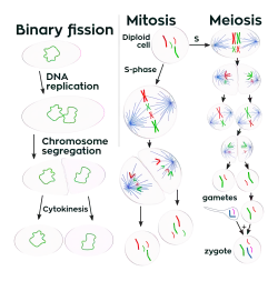 drawing of showing the processes of binary fission, mitosis, and meiosis
