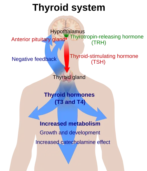 Diagram of a person with a large blue arrow representing the actions of thyroxine on the body and a green and red arrow representing actions of TSH and TRH respectively