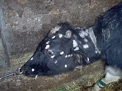 Multiple lesions, head