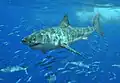 The great white shark is involved in the most fatal unprovoked attacks[12]
