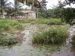 A house in a swampy area