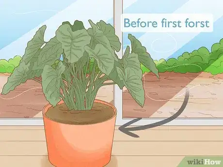 Image titled Plant Elephant Ear Bulbs in a Pot Step 11