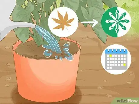 Image titled Plant Elephant Ear Bulbs in a Pot Step 12