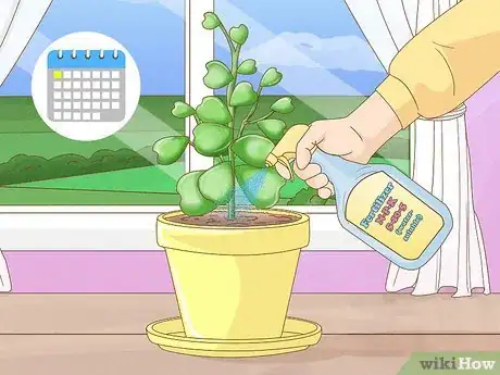 Image titled Get a Hoya Plant to Bloom Step 9