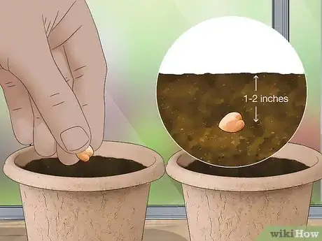 Image titled Grow Chickpeas Step 1