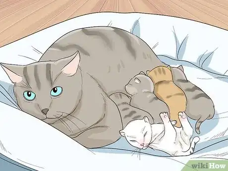 Image titled Use Cats for Pest Control Step 6