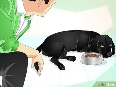 Image titled Make a Dog's Coat Shine Step 6