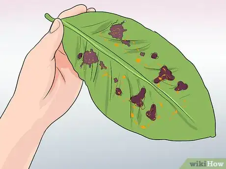 Image titled Care for Frangipanis Step 13