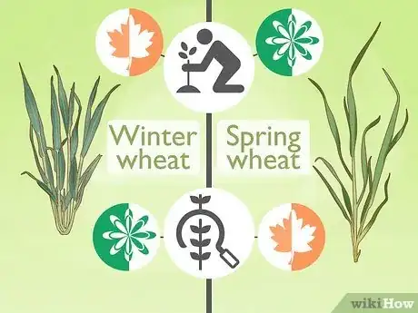 Image titled Plant Wheat Step 2