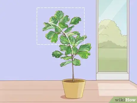 Image titled Prune Fiddle Leaf Fig Step 5