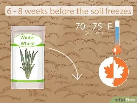 Image titled Plant Wheat Step 4