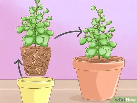 Image titled Get a Hoya Plant to Bloom Step 14