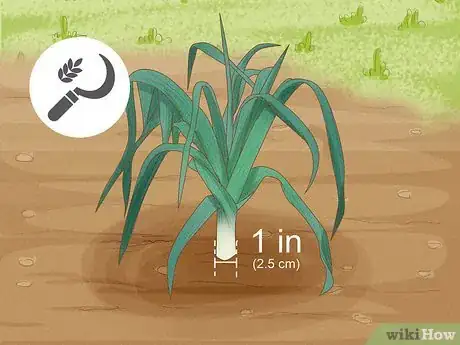 Image titled Harvest Leeks Step 3