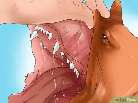 Image titled Diagnose Lymphoma in Boxers Step 4