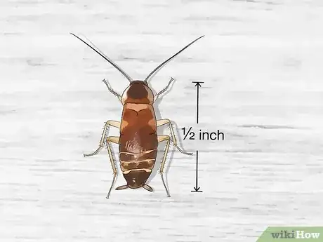 Image titled Identify a Cockroach Step 23