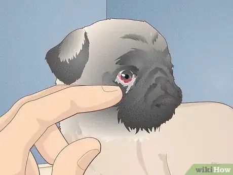 Image titled Buy a Pug Puppy Step 2