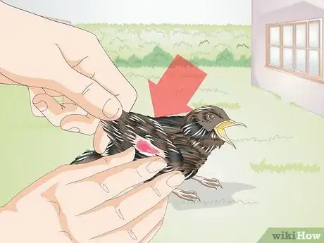 Image titled Feed Wild Baby Birds Step 11