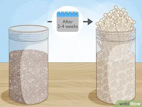 Image titled Grow Enoki Mushrooms Step 5