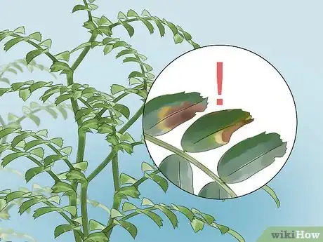 Image titled Grow Chickpeas Step 15