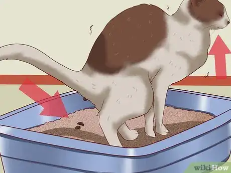 Image titled Cure a Cat of Constipation Step 3