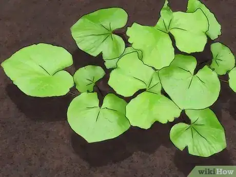 Image titled Grow Wasabi Step 10