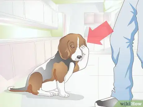 Image titled Diagnose Canine Corneal Ulcers Step 1