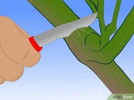Image titled Graft Grape Vine Step 3